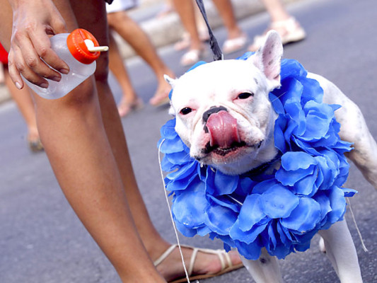 Carnaval de perros