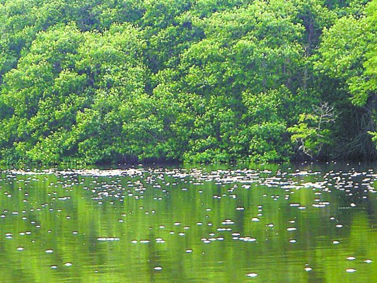 Inversión térmica causó muerte de miles de peces en la Laguna de Los Micos