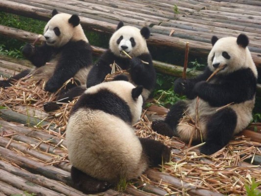 Shin Shin, una osa panda, da a luz a mellizos en un zoológico de Tokio  
