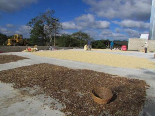 Precio del café en Honduras subió $7.90 el quintal
