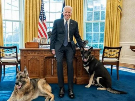 Los perros de Biden regresan a la Casa Blanca&nbsp;&nbsp;