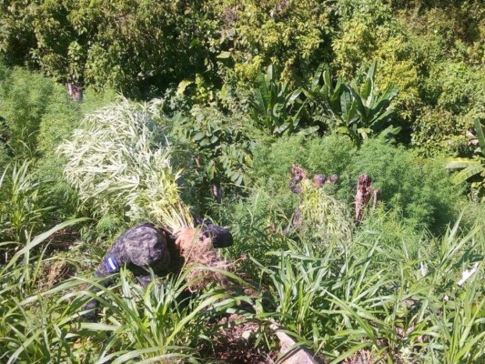Fusina decomisó 760 plantas de supuesta marihuana en Tocoa, Colón