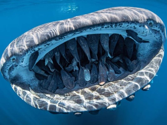 FOTO: La mejor imagen submarina que verás este 2020