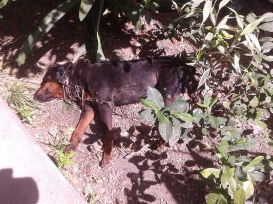 Ataque de dos rottweilers acaba con la vida de una niña