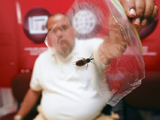 Bajo amenaza de la chinche picuda 50 barrios y colonias de Tegucigalpa