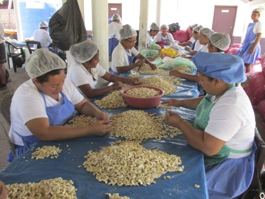 Sustituirán unas 200,000 plantas de marañón para aumentar producción