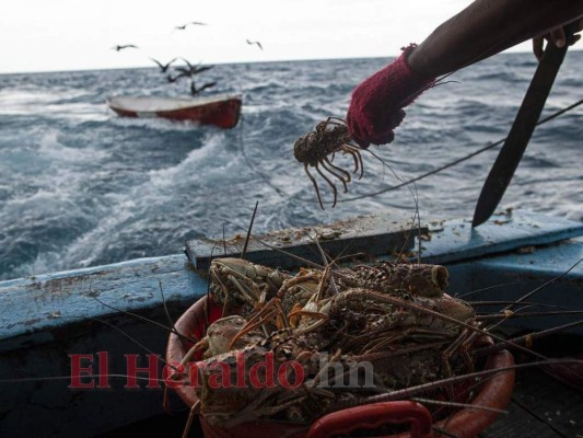 Honduras: Buzos retan la muerte en busca de langostas en La Mosquitia