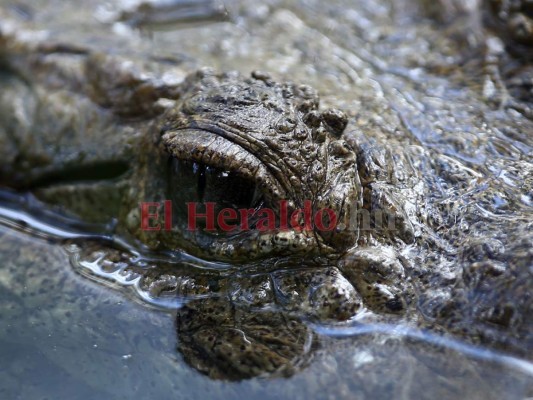 Recorriendo el zoológico Rosy Walther: La cocodrila, el reptil que ama la soledad &nbsp;&nbsp;
