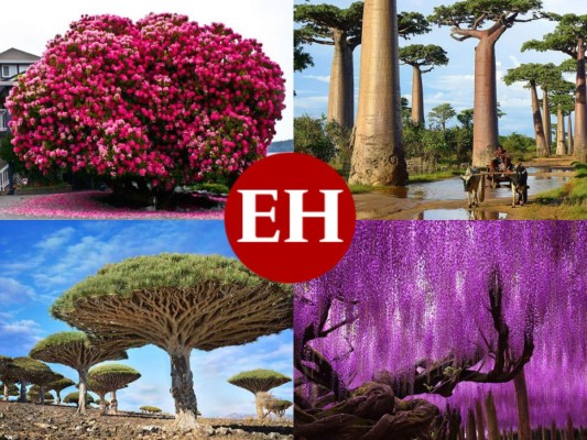 FOTOS: Los árboles más espectaculares del mundo