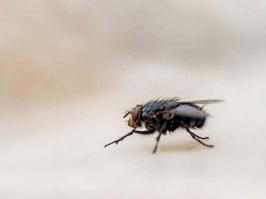 15 datos interesantes que no sabías sobre las moscas
