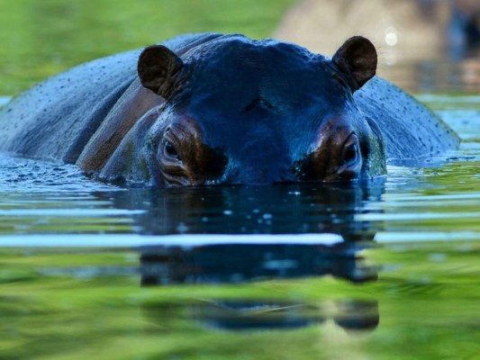 ¿Cómo están los hipopótamos de Pablo Escobar a 20 años de su muerte?