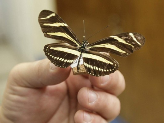 Curiosos insectos alberga la capital de Honduras
