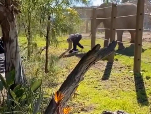 Padre mete a hija al área de elefantes en zoo de San Diego