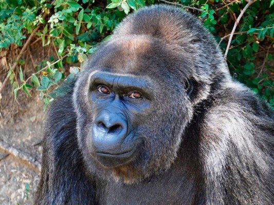 Muere Trudy, la gorila en cautiverio más vieja, a los 63 años&nbsp;&nbsp;