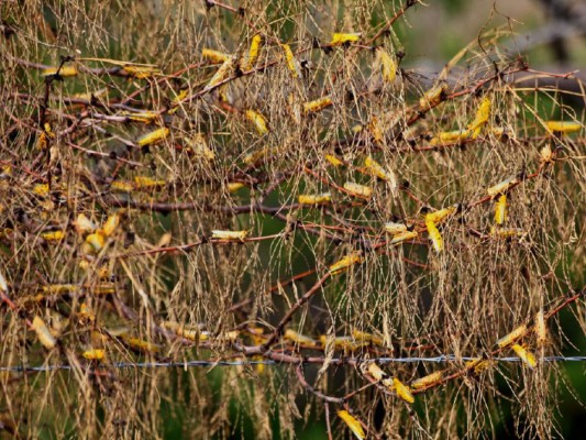 Las perturbadoras profecías de la vidente Baba Vanga para 2022