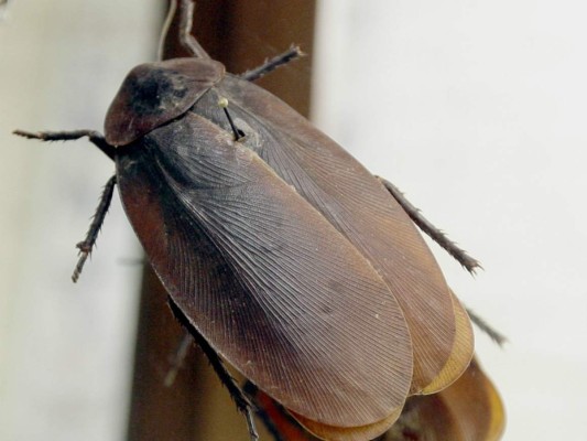 Mejoran antiguos espacios del Museo de Entomología en Ciudad Universitaria&nbsp;&nbsp;