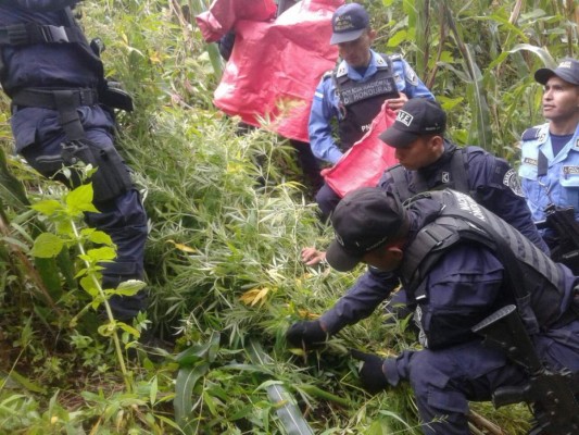 Capturan a integrantes de banda 'Los Hernández' por cultivar marihuana