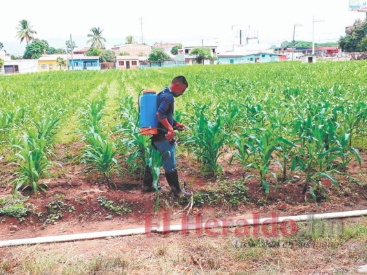 Granja Penal de Comayagua cultivará maíz para proveer a empresa local