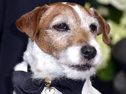 Perro 'contará' su vida