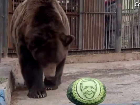 Dos tigres y un oso predicen quién ganará las elecciones de Estados Unidos