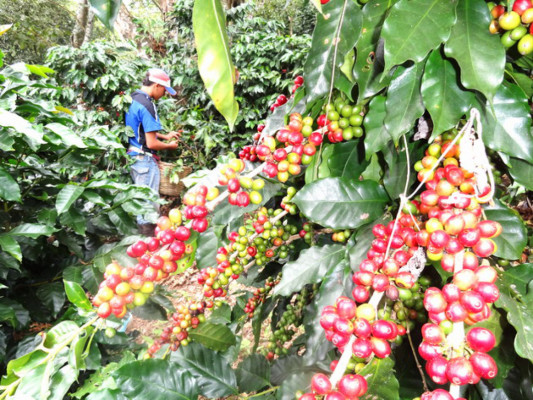 Honduras encabeza exportaciones de café en CA