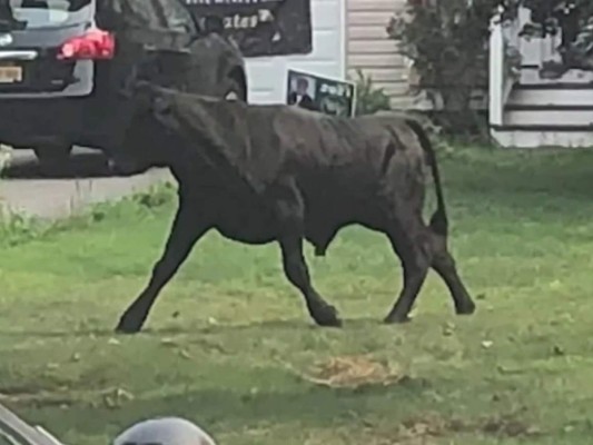 Barney, como suelen llamar al toro, deambula por una parte de Long Island que presenta una densa maleza y páramos de pinos. Foto: Captura de video.