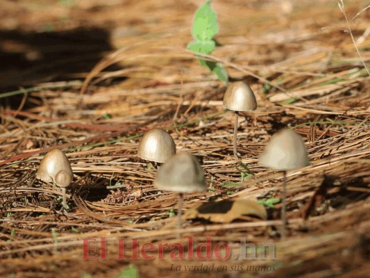 FOTOS: Güinope, uno de los grandes destinos emergentes del turismo ecológico