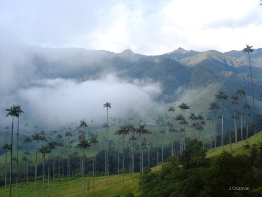 del valle de Cocora