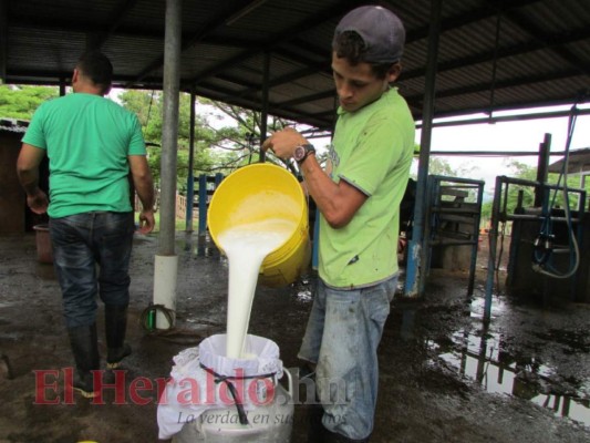 Forman mesa técnica para definir si aumentan el precio de la leche en Honduras