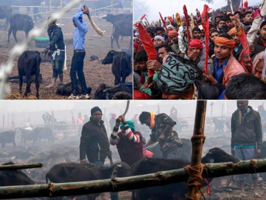 FOTOS: El dantesco ritual en el que degollaron a 300 mil animales en Nepal