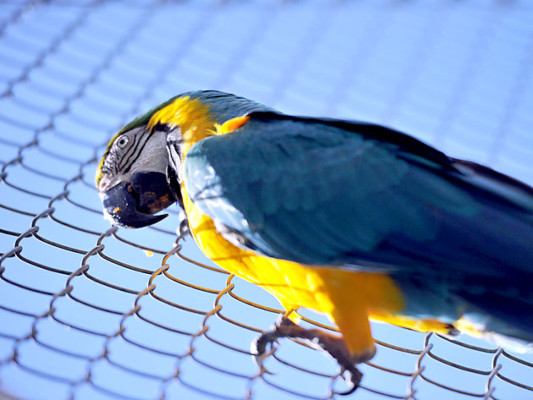 Tráfico de animales salvajes, un comercio más que lucrativo