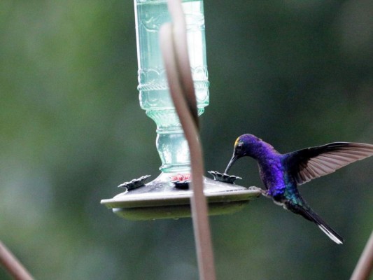 Lago Fest: un paraíso para senderismo, kayak y avistamiento de aves