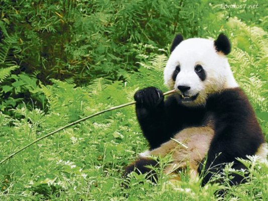 Alarmante aumento de número de especies extintas