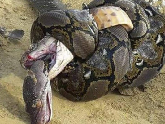 El horrible final en pelea entre cobra real y una pitón