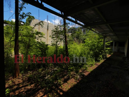 En selva y hábitat de serpientes se convirtió la megacárcel de Naco (Fotos)