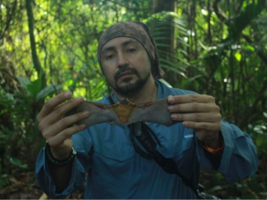 The Big Bat Theory, el grupo de jóvenes que se unió para estudiar a los murciélagos en Honduras