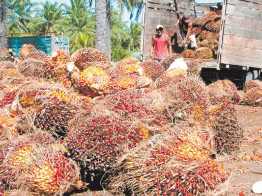 Exportación de aceite de palma dejará $400 millones en divisas