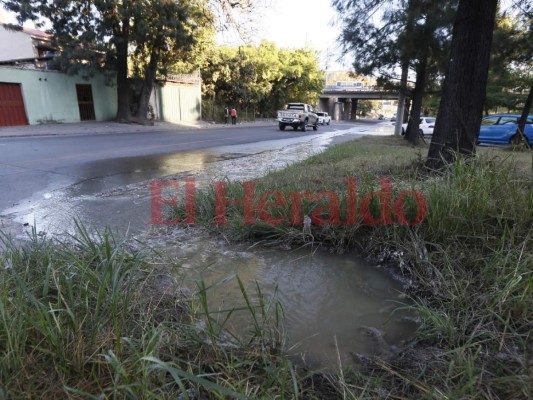 Contaminada e inundada de pestilencia por aguas negras está la colonia Loarque