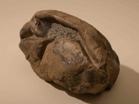 Fósil hallado en la Antártica es un gigante huevo prehistórico