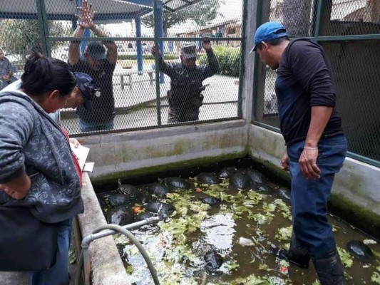 65 animales son rescatados del cautiverio en Comayagua