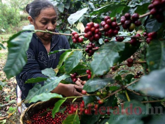 El café es el principal producto de exportación dejando alrededor de 1,000 millones de dólares a la economía. Gracias a ello Honduras se ha convertido en el quinto exportador mundial de café.