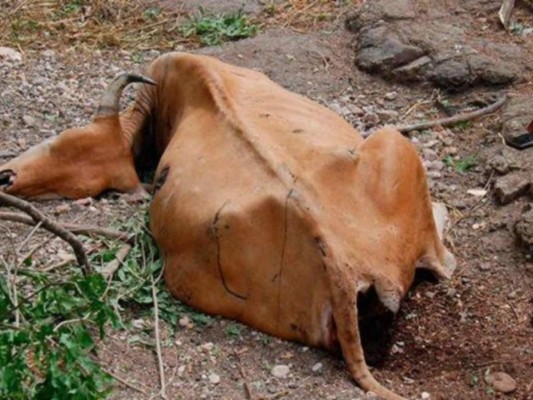 Muerte de unas 25 vacas fue por anemia y mordedura de murciélago.