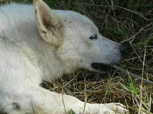 Perro salva a su amo de morir electrocutado en India&nbsp;