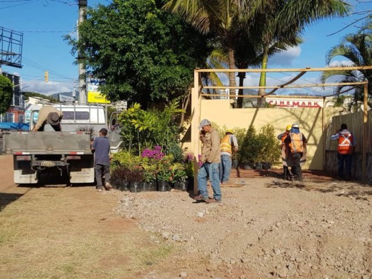 Capitalinos demandan que no se corte ni un árbol más en la ciudad