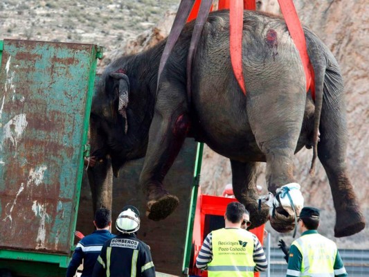 España: Muere un elefante en accidente de camión de circo