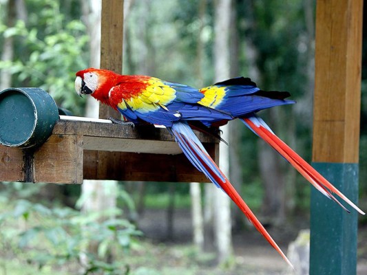 Flora y Fauna