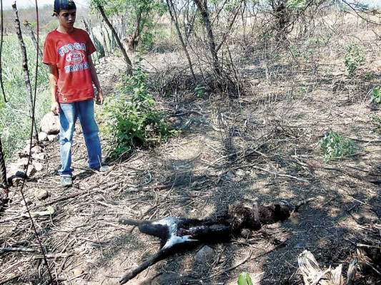 Extraño depredador ataca otro rebaño