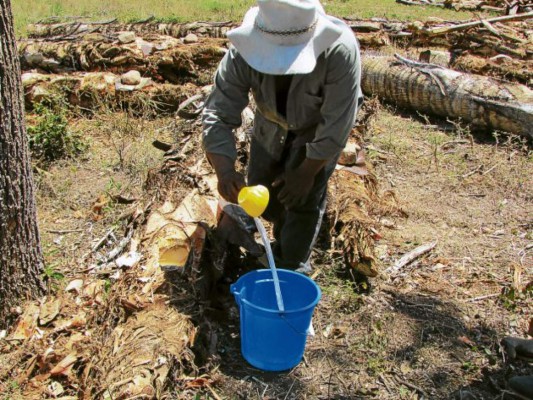 Vecinos de Danlí retoman producción del vino de coyol