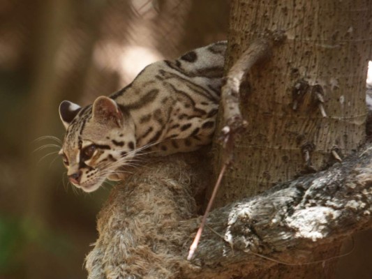 Intimidad con la naturaleza un sueño hecho realidad en Maya Key
