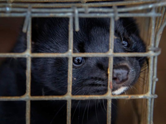 Estados Unidos confirma los primeros casos de coronavirus en visones